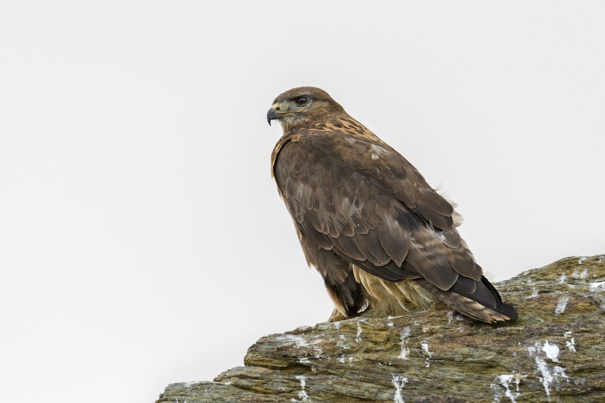 Upland Buzzard - ML638258327