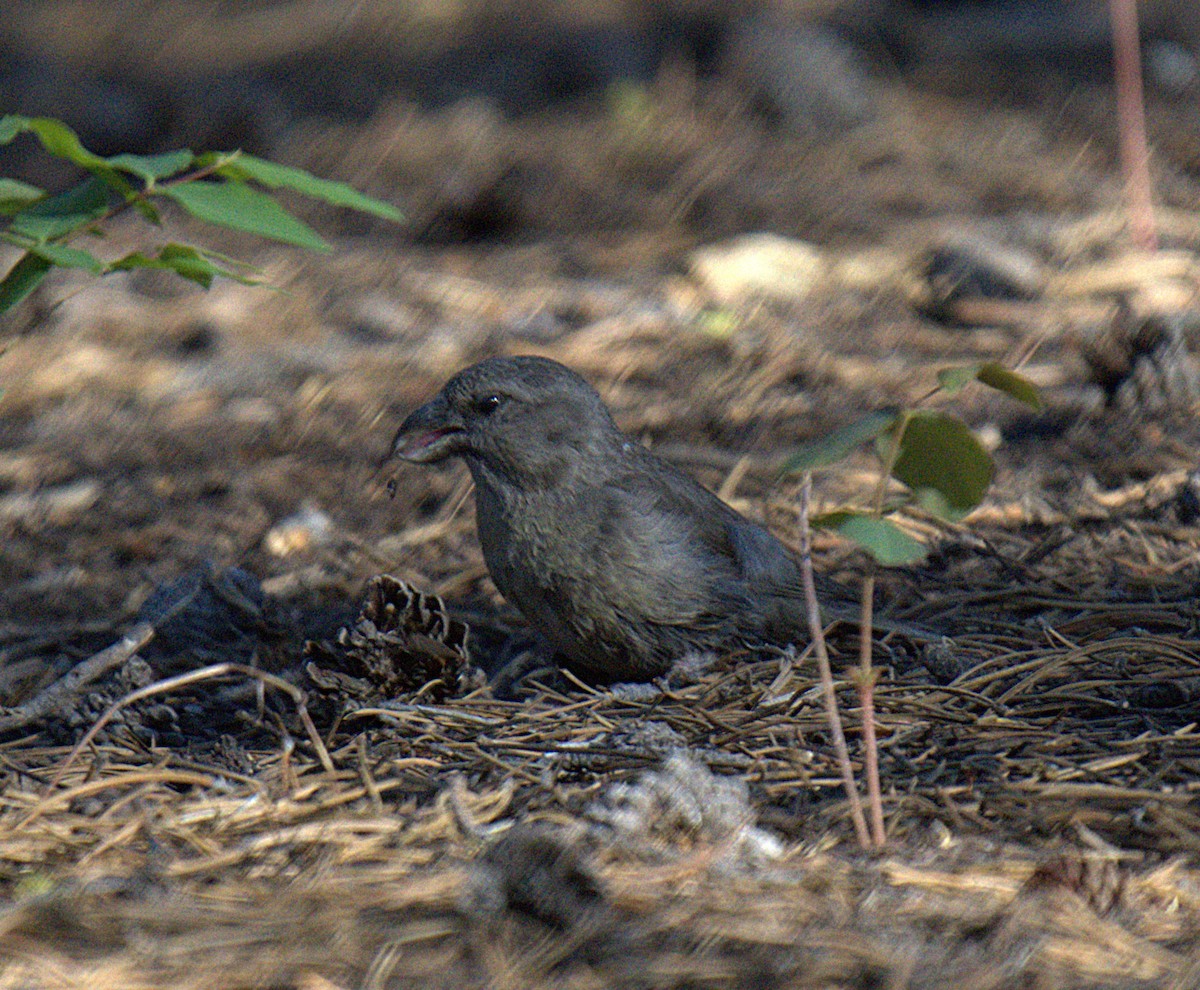 Cassia Crossbill - ML638258331