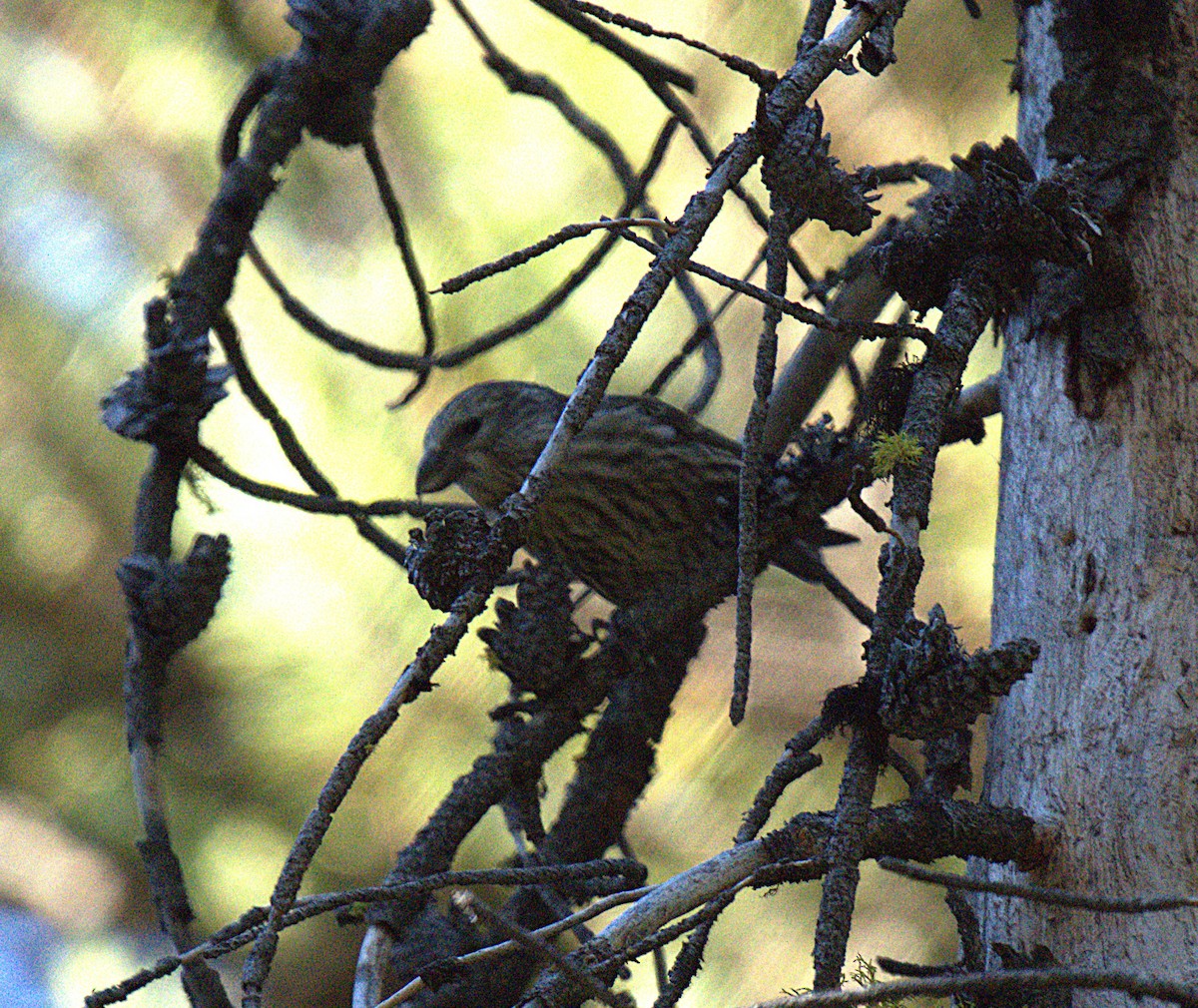 Cassia Crossbill - ML638258332