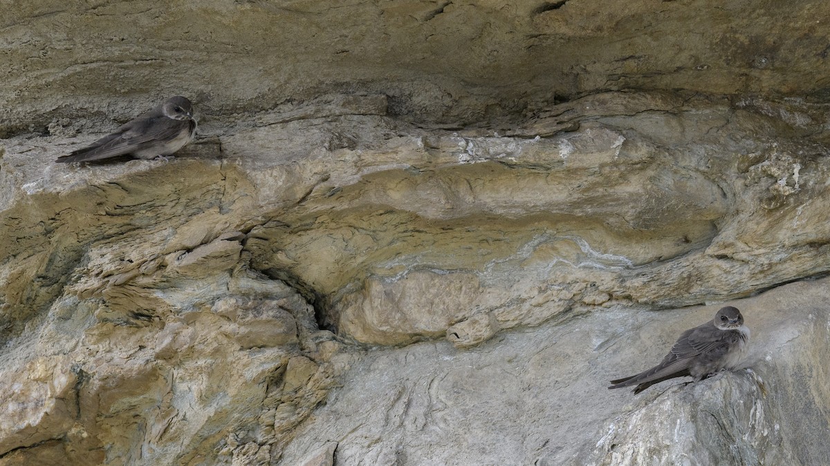 Eurasian Crag-Martin - ML638258344