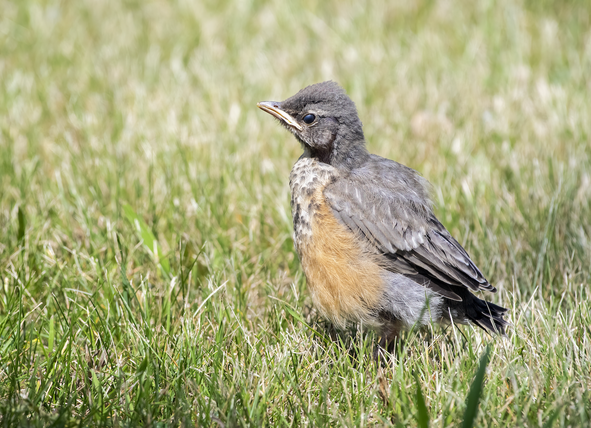 American Robin - ML638258350