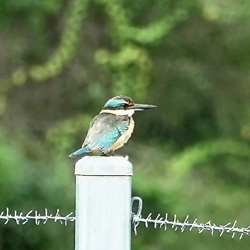 Sacred Kingfisher - ML638258352