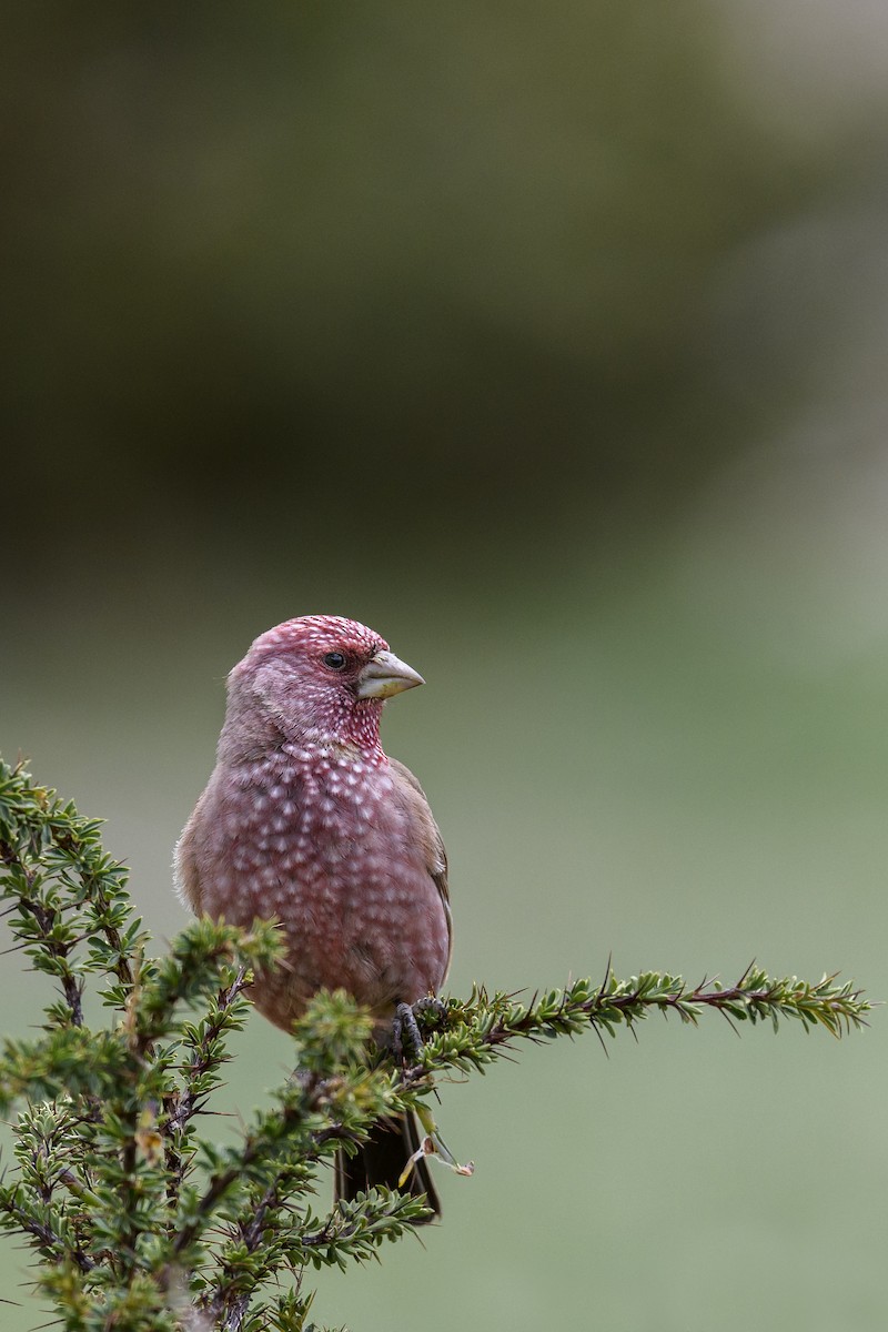 Great Rosefinch - ML638258353
