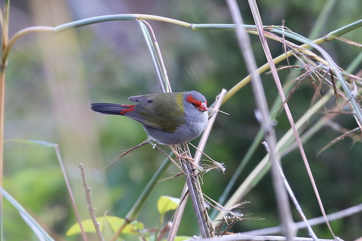 Red-browed Firetail - ML638258354