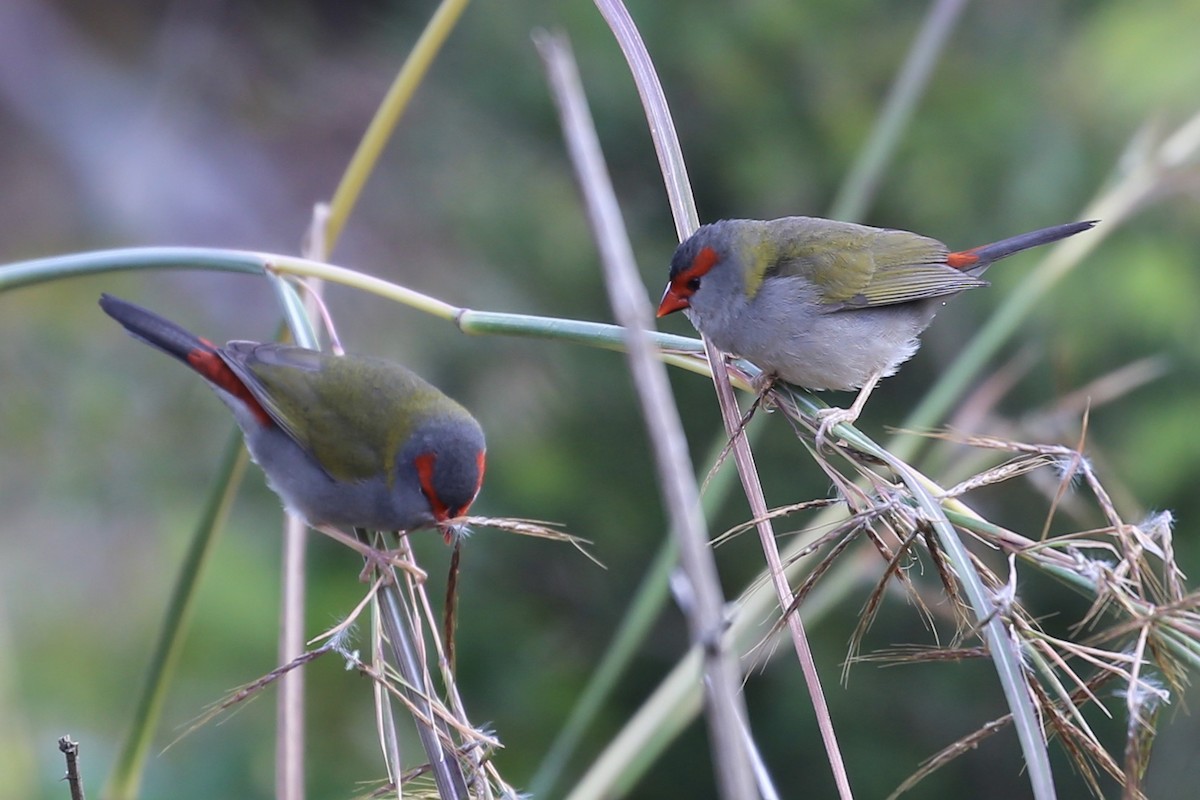 Red-browed Firetail - ML638258355
