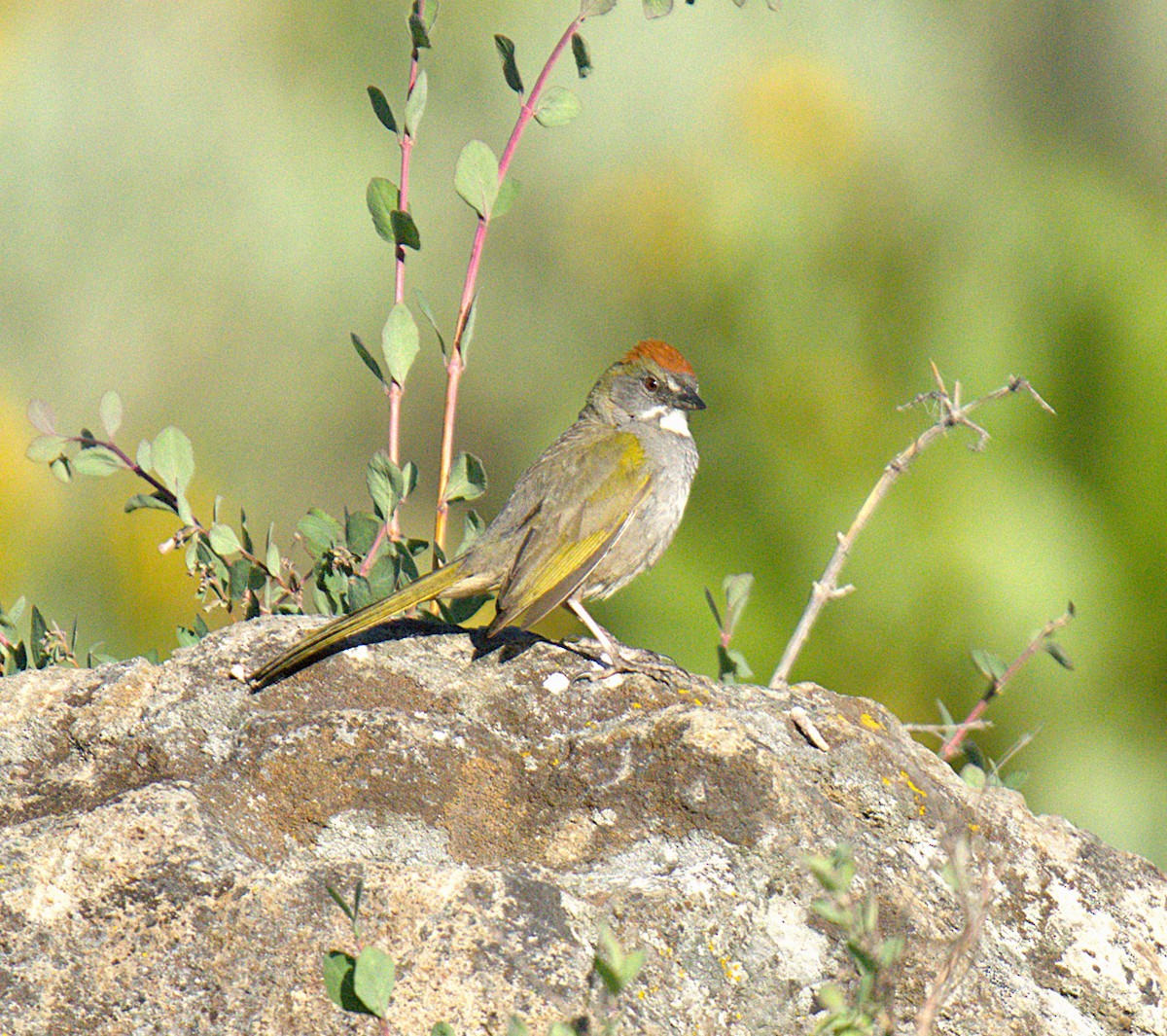 Tohi à queue verte - ML638258363