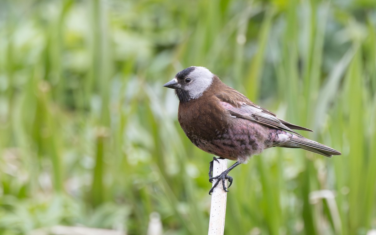 Gray-crowned Rosy-Finch (Aleutian and Kodiak Is.) - ML638258370