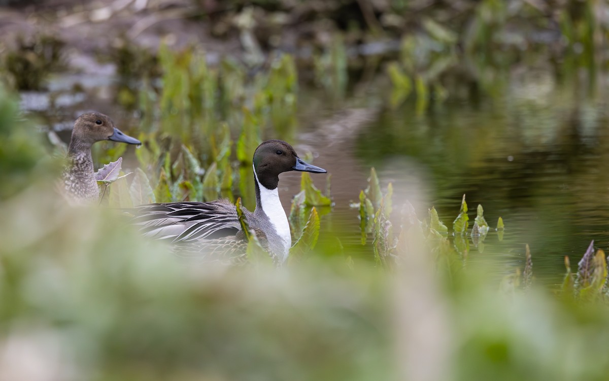 Northern Pintail - ML638258402