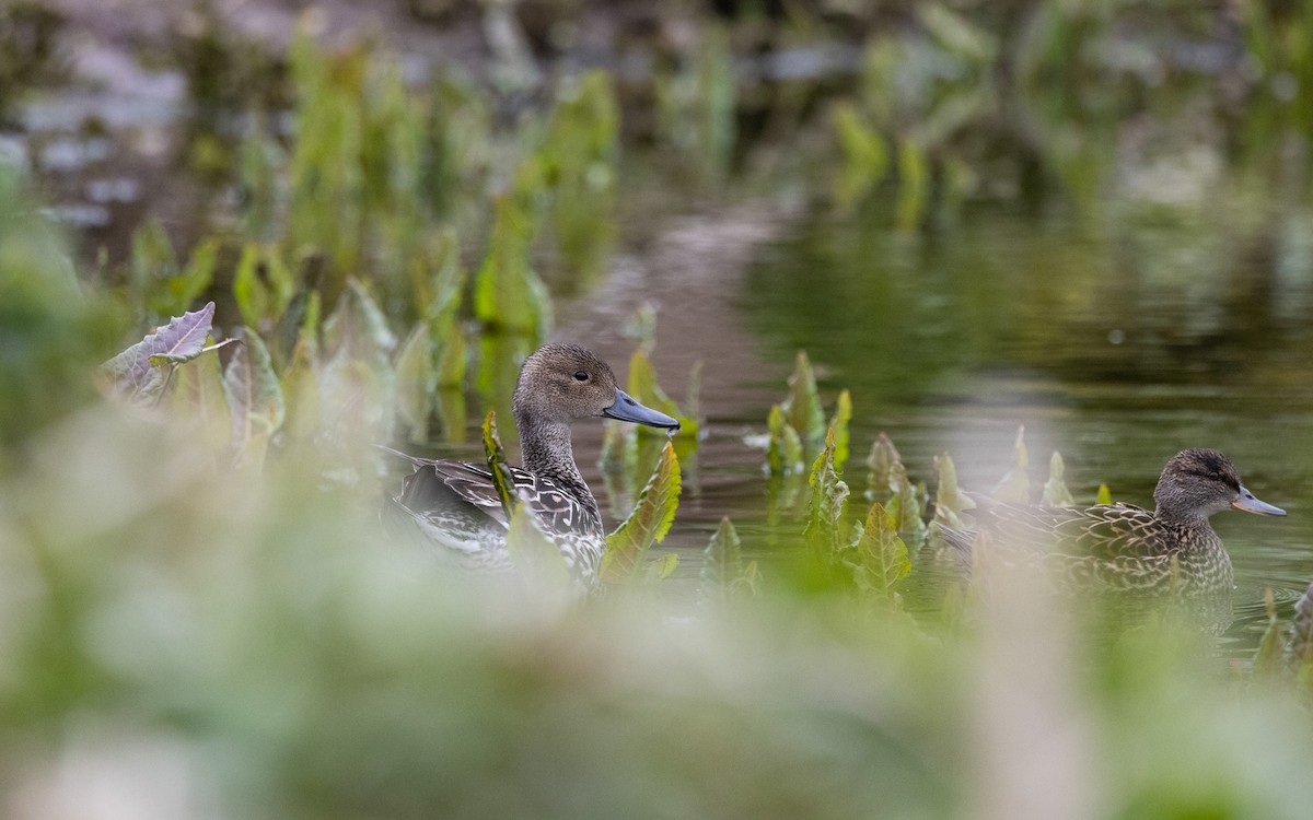 Northern Pintail - ML638258403