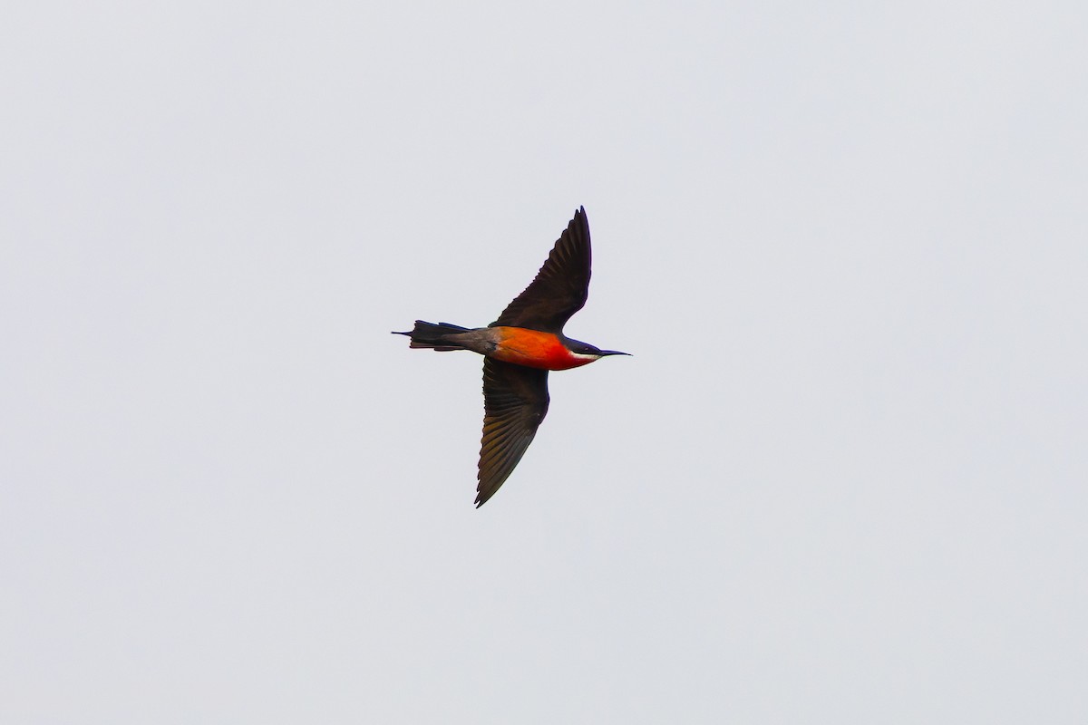 Rosy Bee-eater - ML638258405