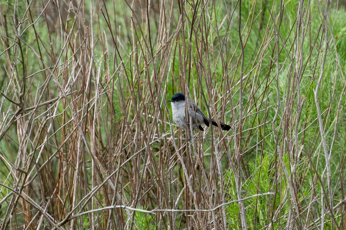 California Gnatcatcher - ML638258415