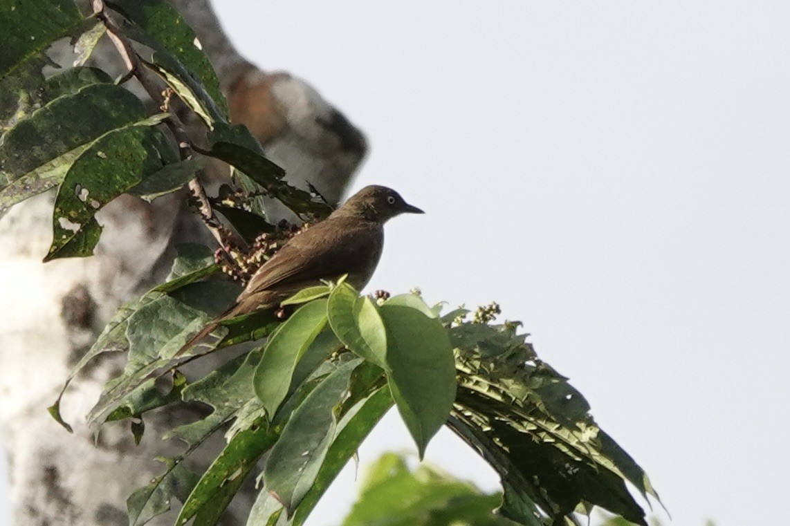 Cream-eyed Bulbul - ML638258417