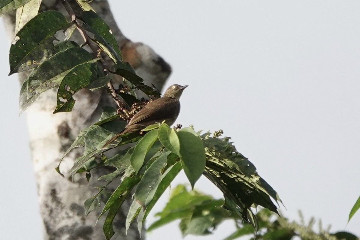 Cream-eyed Bulbul - ML638258418