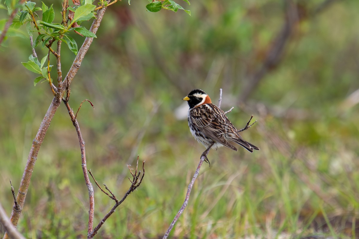 Lapland Longspur - ML638258426