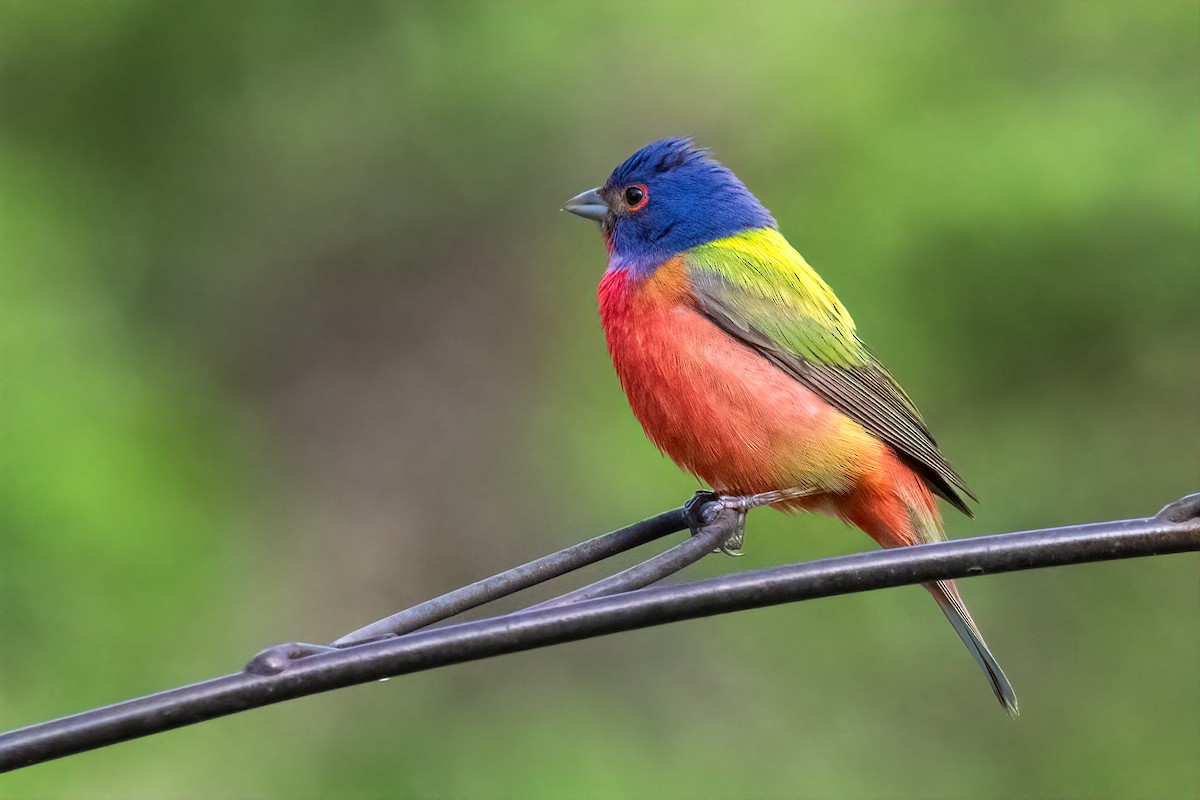 Boyalı Çinte - ML638258427