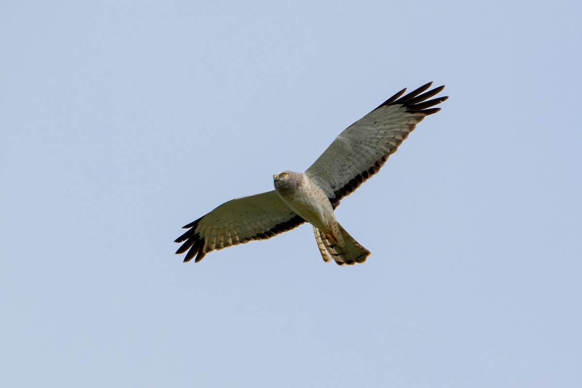 mørkmyrhauk - ML638258443