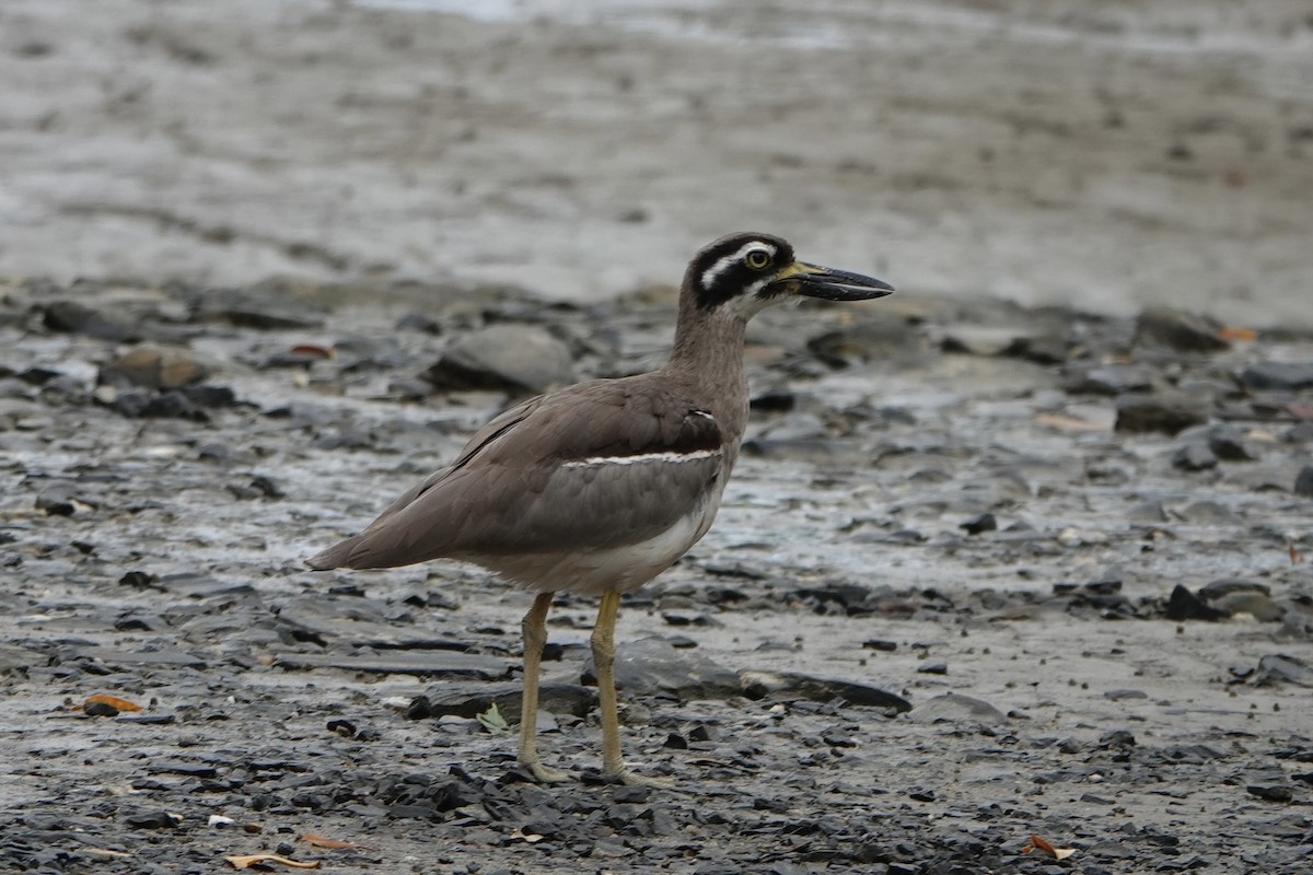 Beach Thick-knee - ML638258446
