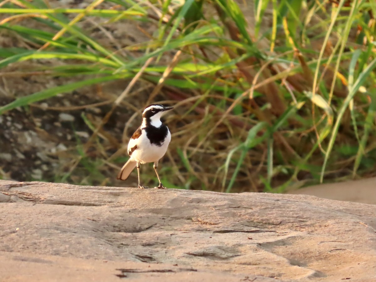 African Pied Wagtail - ML638258474