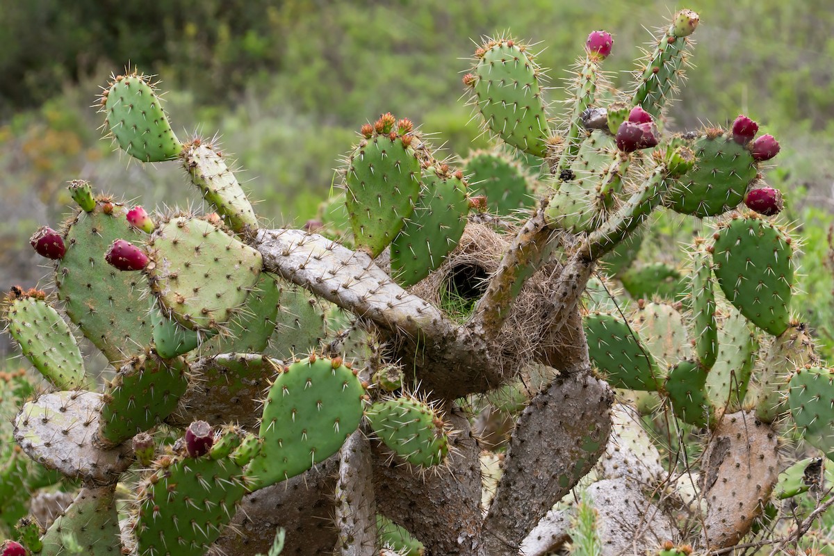 Cactus Wren - ML638258475