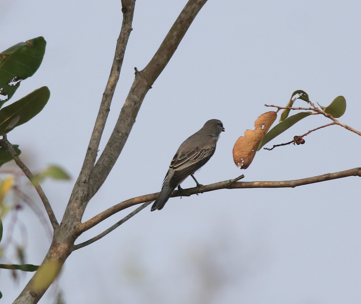 Black-headed Cuckooshrike - ML638258483