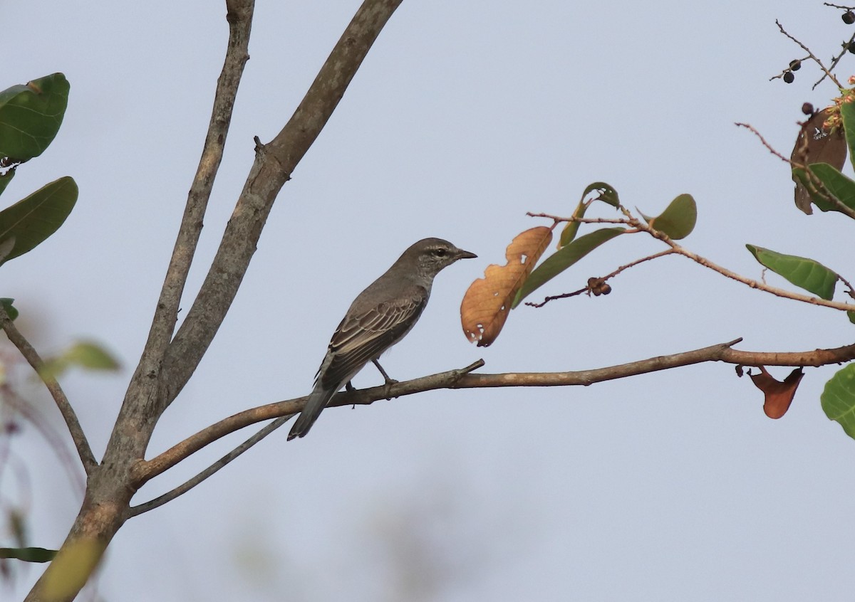 Black-headed Cuckooshrike - ML638258484