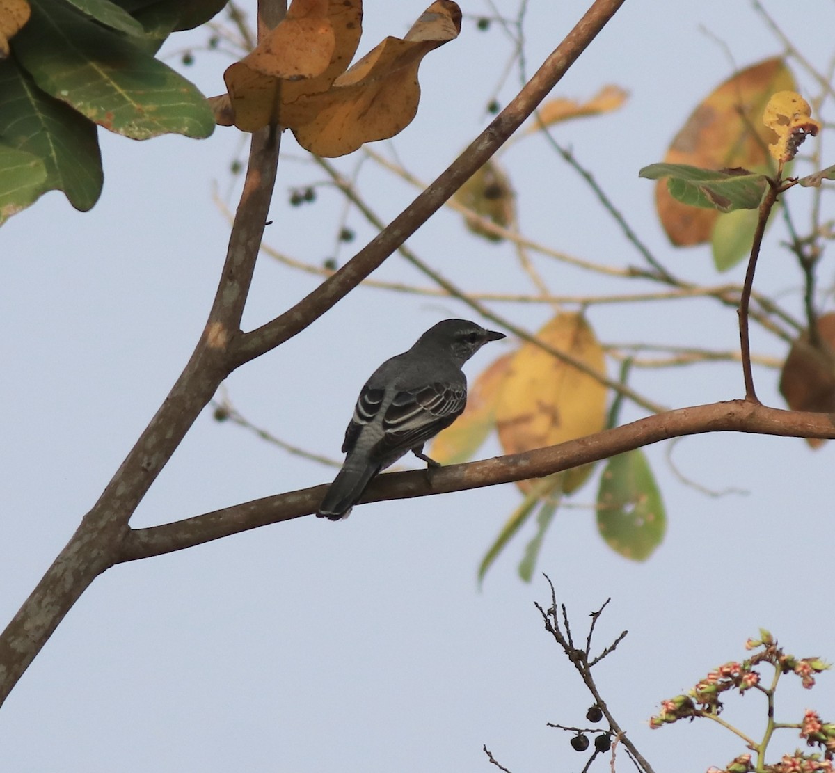 Black-headed Cuckooshrike - ML638258485