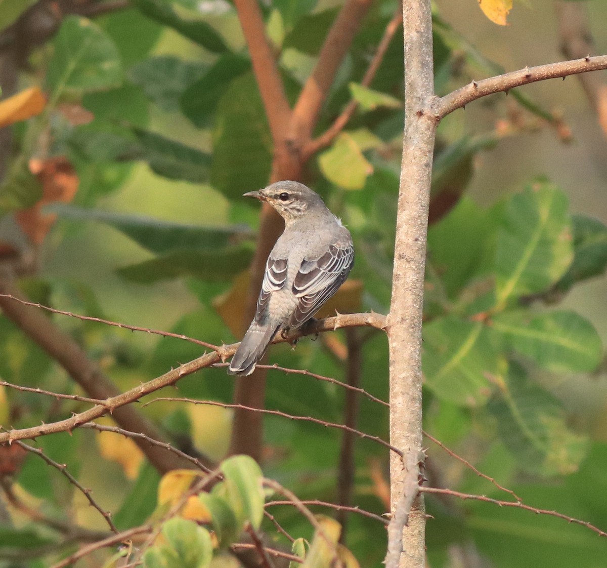 Black-headed Cuckooshrike - ML638258487