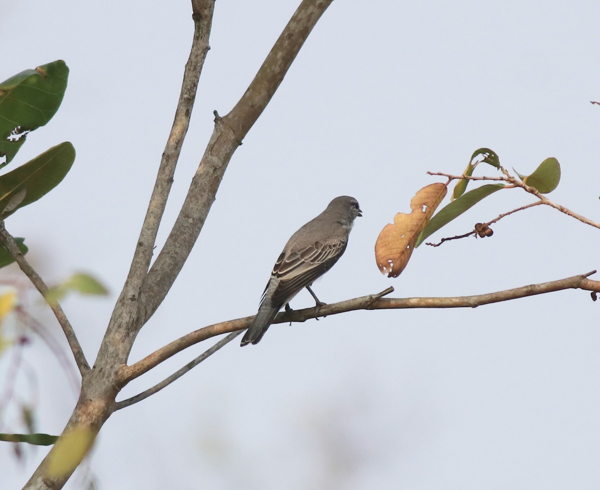 Black-headed Cuckooshrike - ML638258488