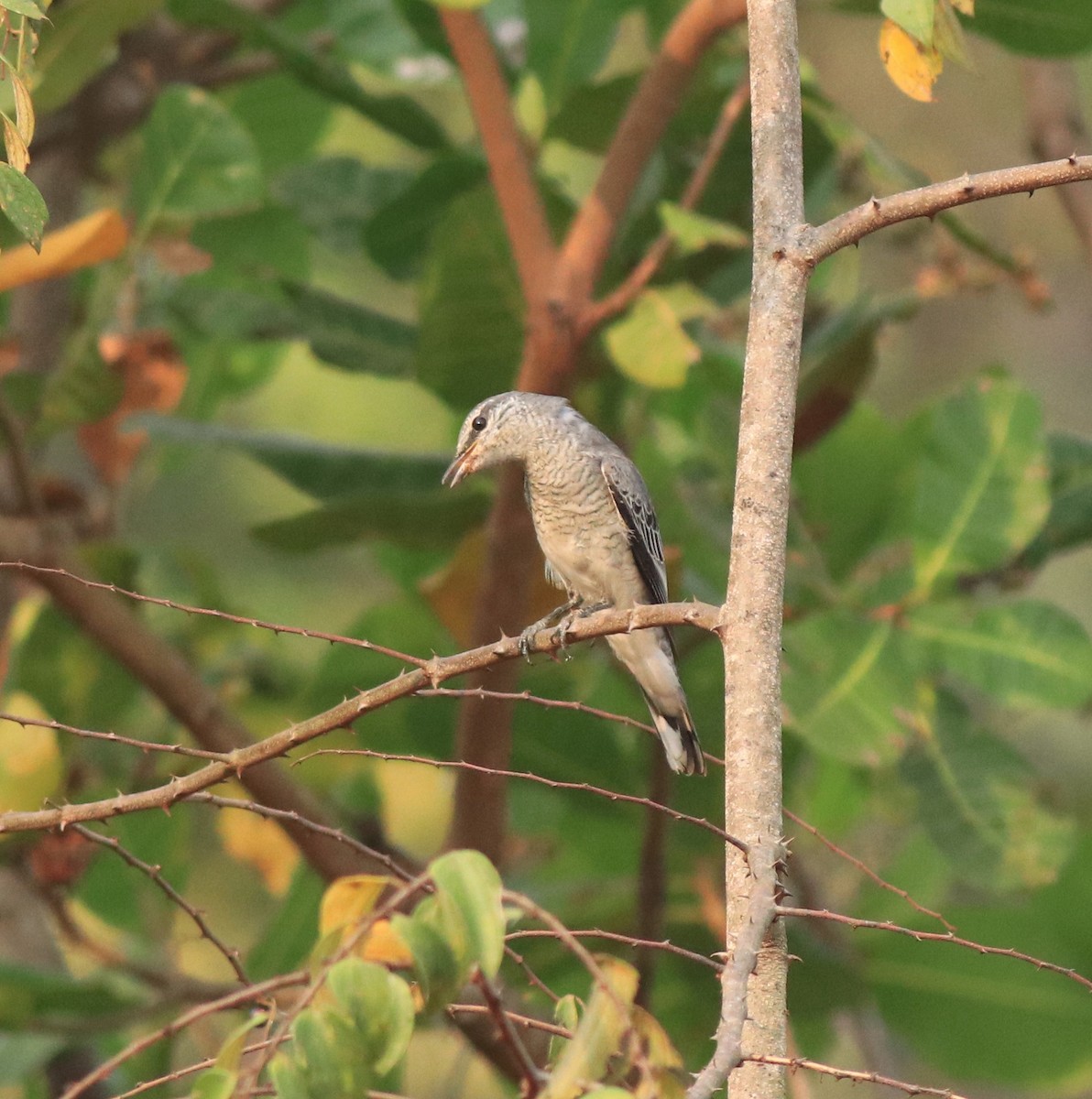Black-headed Cuckooshrike - ML638258489