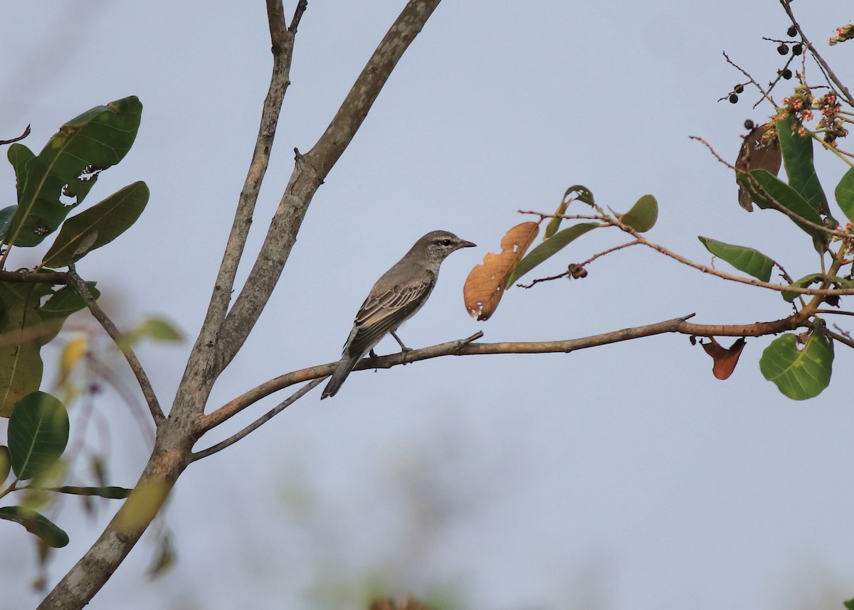 Black-headed Cuckooshrike - ML638258490