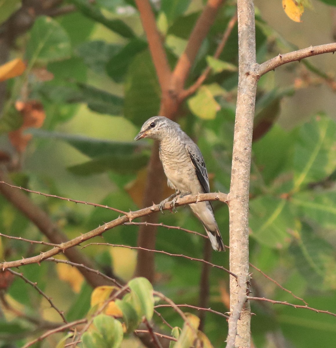 Black-headed Cuckooshrike - ML638258491