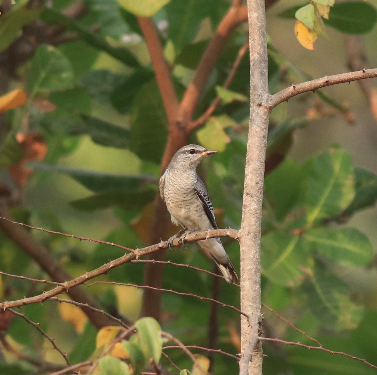 Black-headed Cuckooshrike - ML638258494