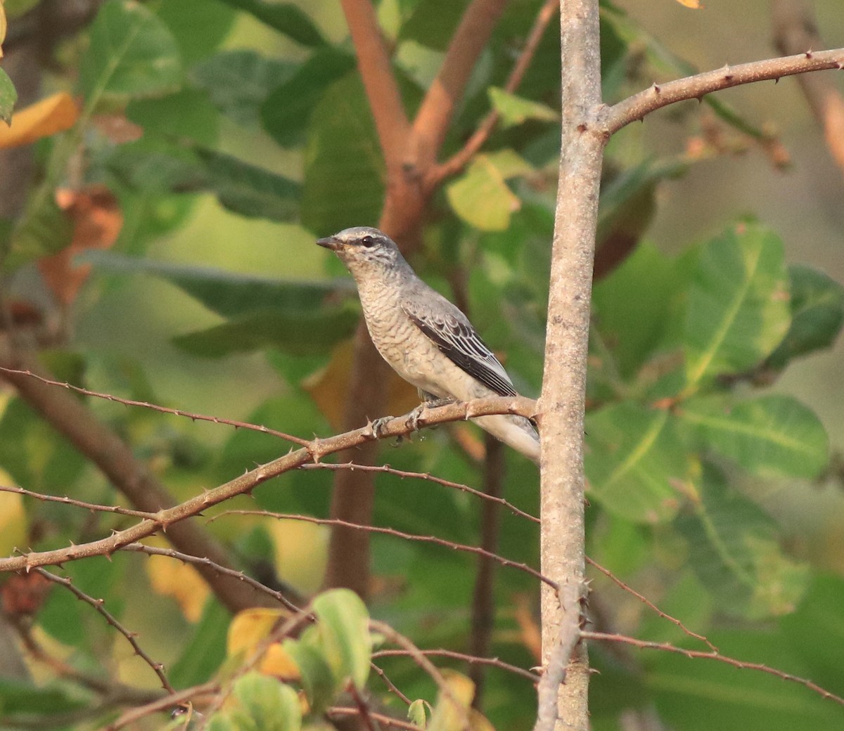 Black-headed Cuckooshrike - ML638258496