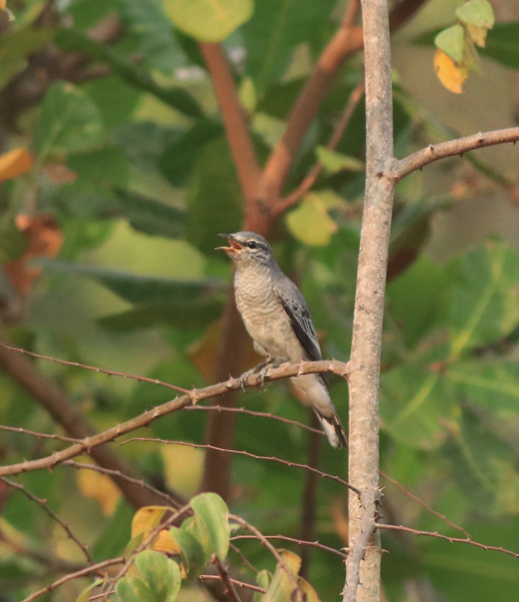Black-headed Cuckooshrike - ML638258497