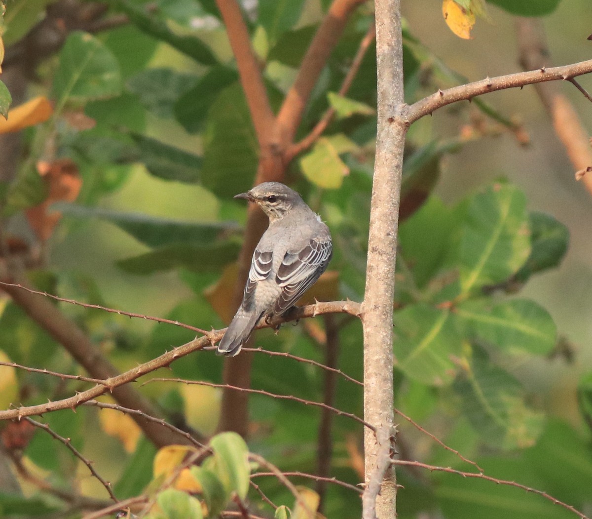 Black-headed Cuckooshrike - ML638258498