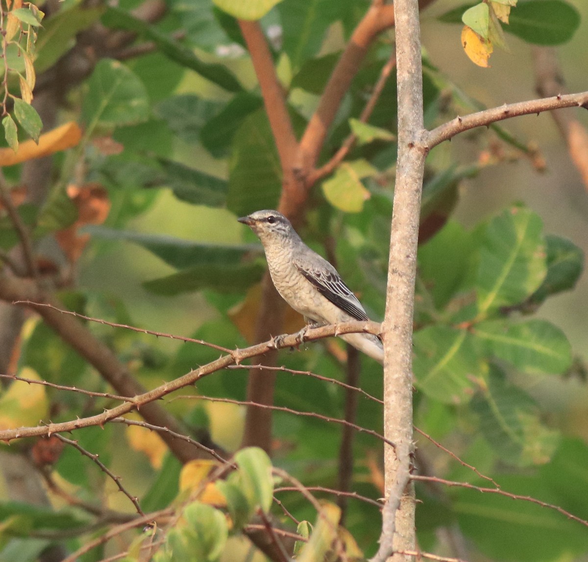 Black-headed Cuckooshrike - ML638258499