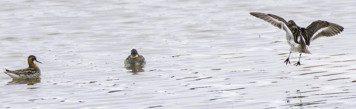 Red-necked Phalarope - ML638258506