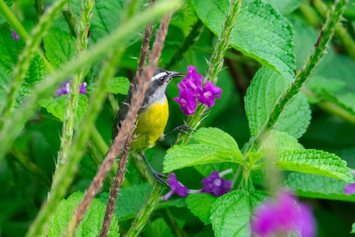Bananaquit - ML638258514