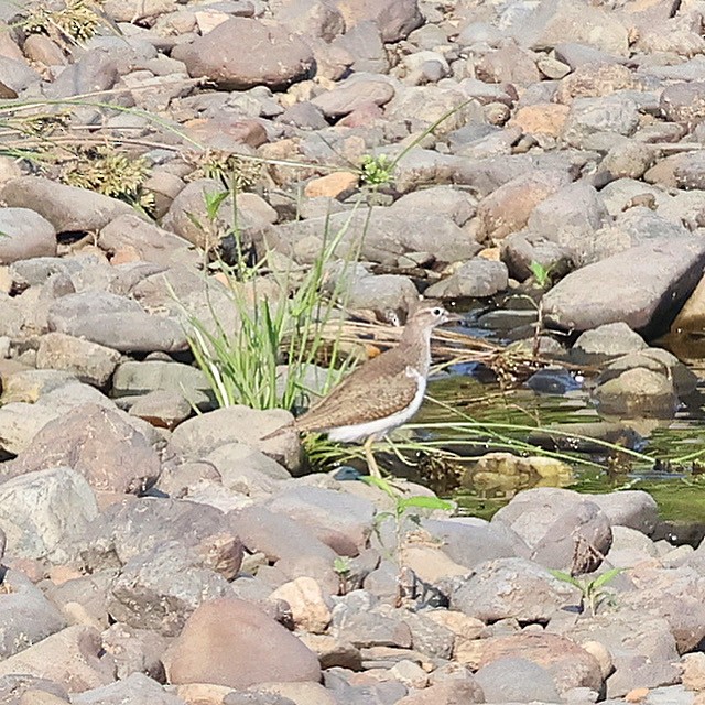Common Sandpiper - ML638258522