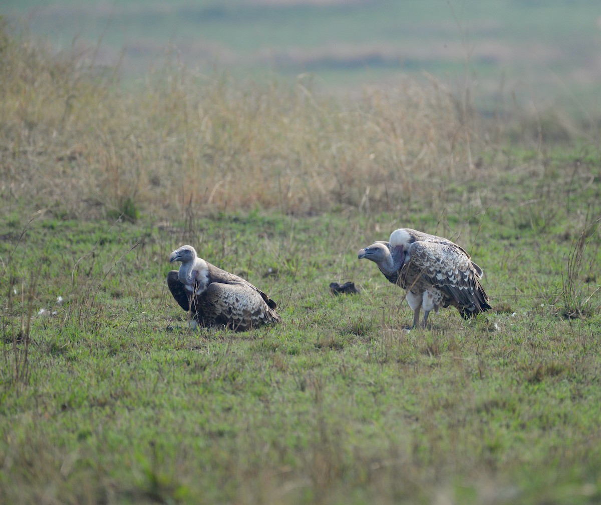 Rüppell's Griffon - ML638258531