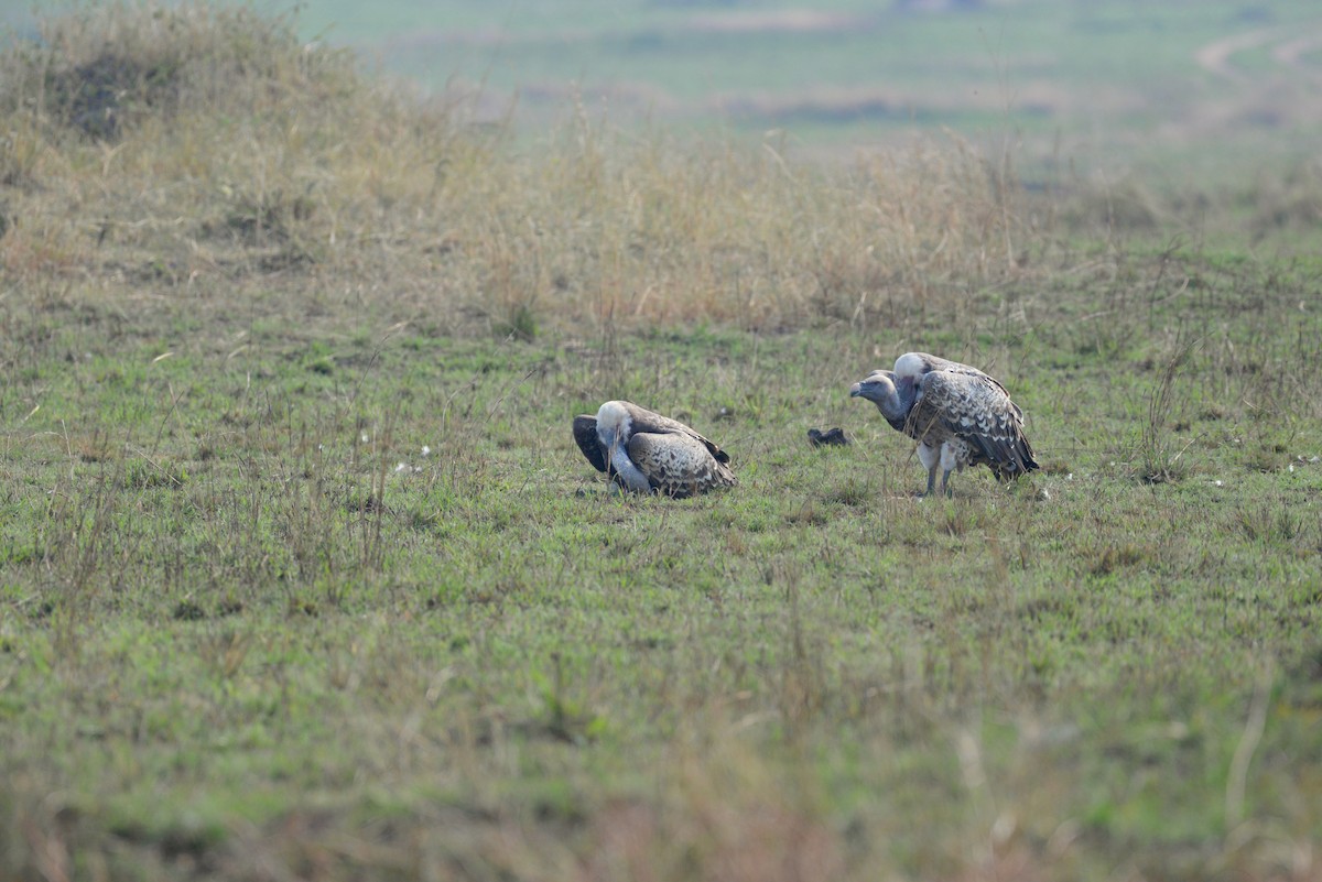 Rüppell's Griffon - ML638258534