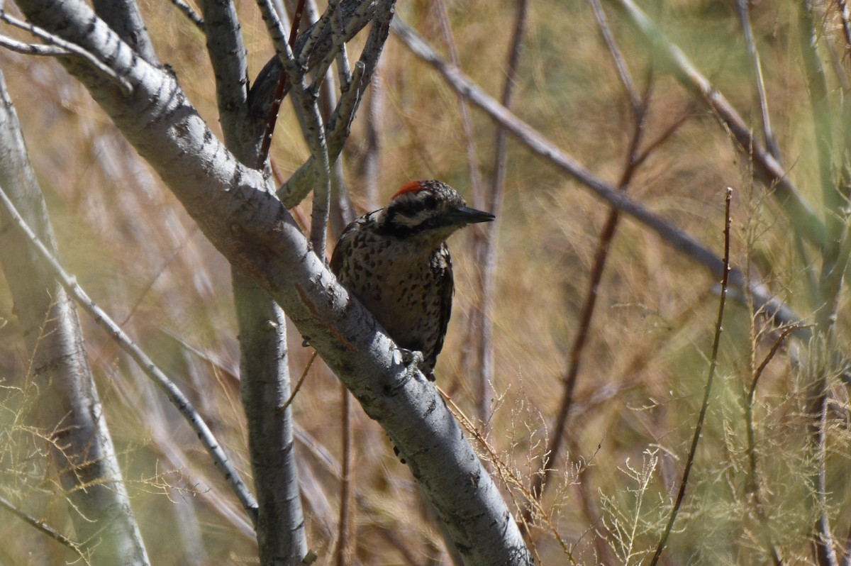 Ladder-backed Woodpecker - ML638258565