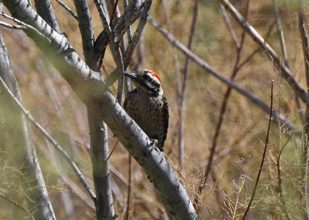 Ladder-backed Woodpecker - ML638258566