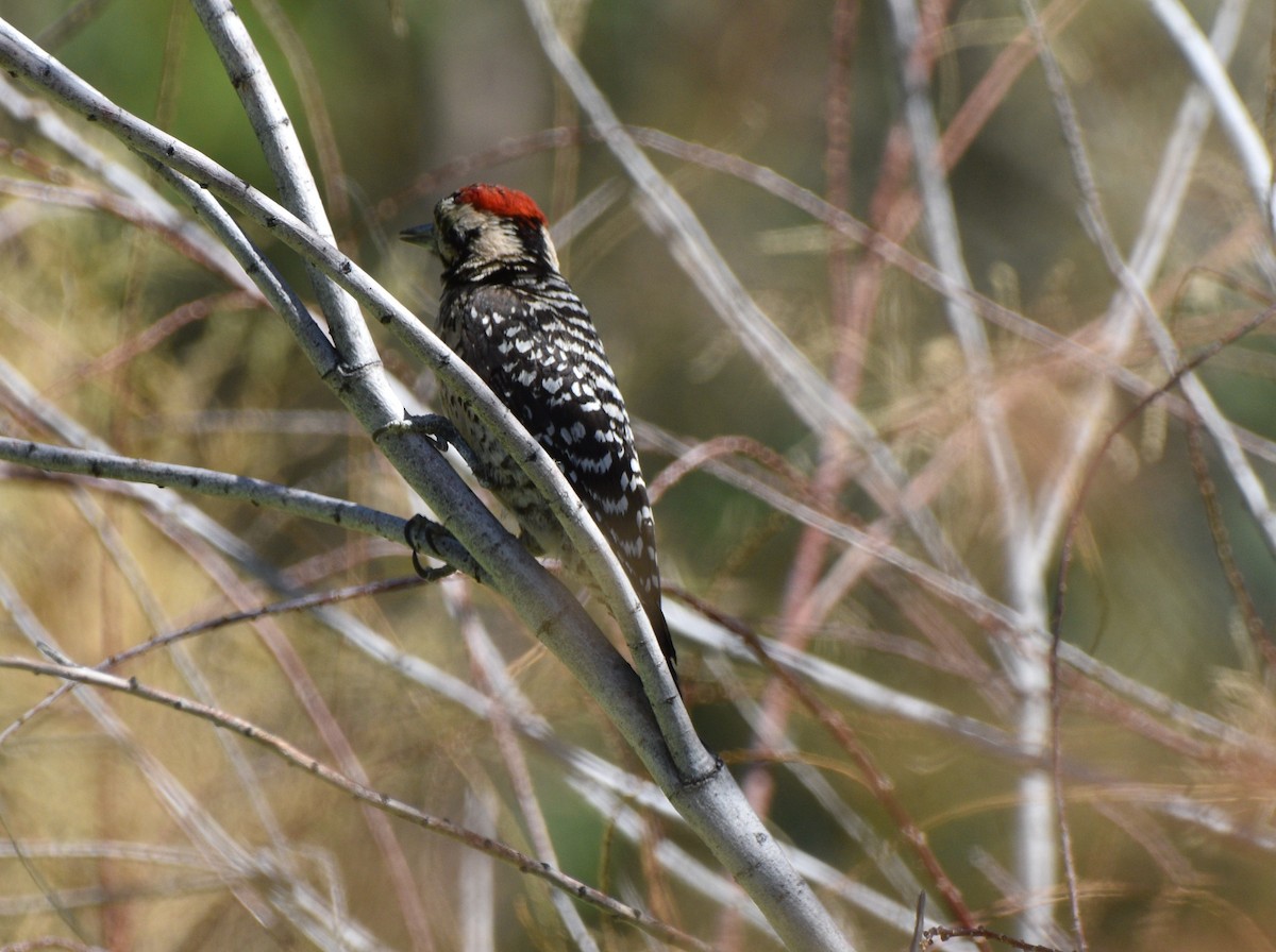 Ladder-backed Woodpecker - ML638258567