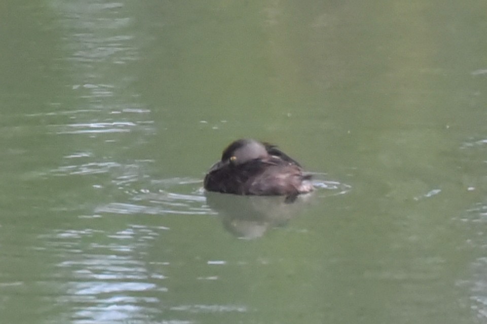 Least Grebe - ML638258591
