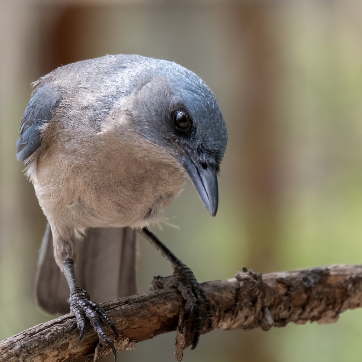 Mexican Jay - ML638258595