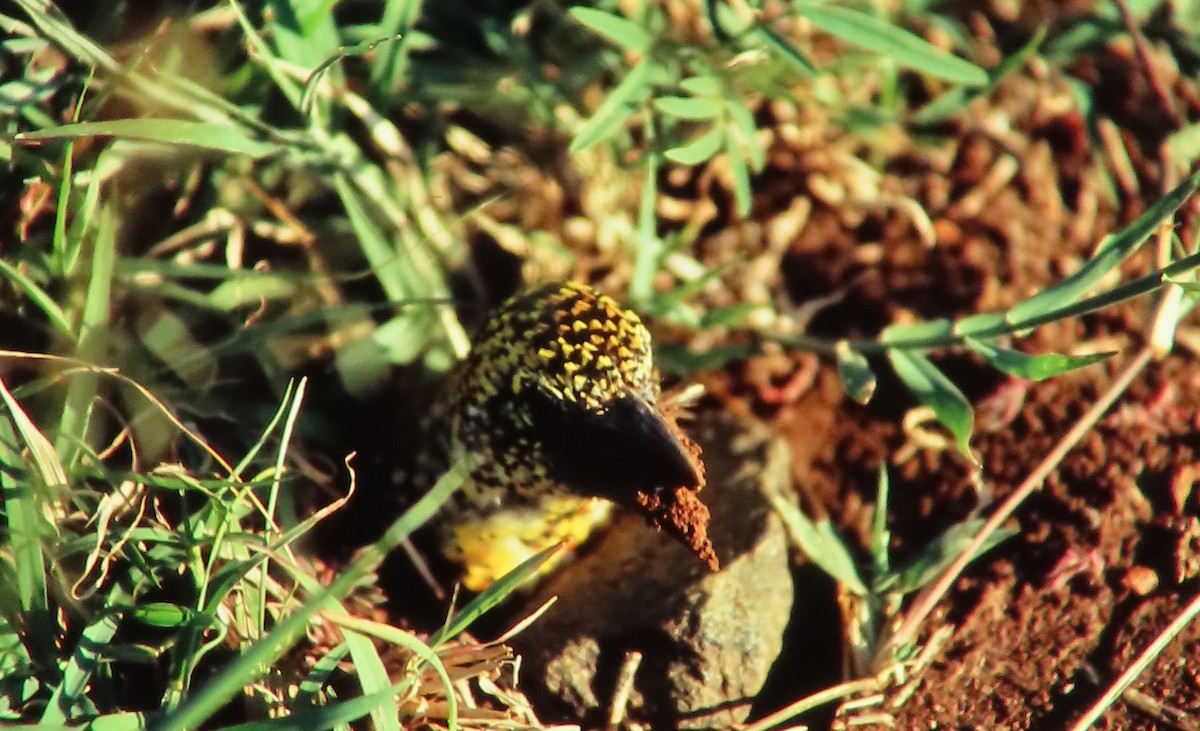 D'Arnaud's Barbet - ML638258606