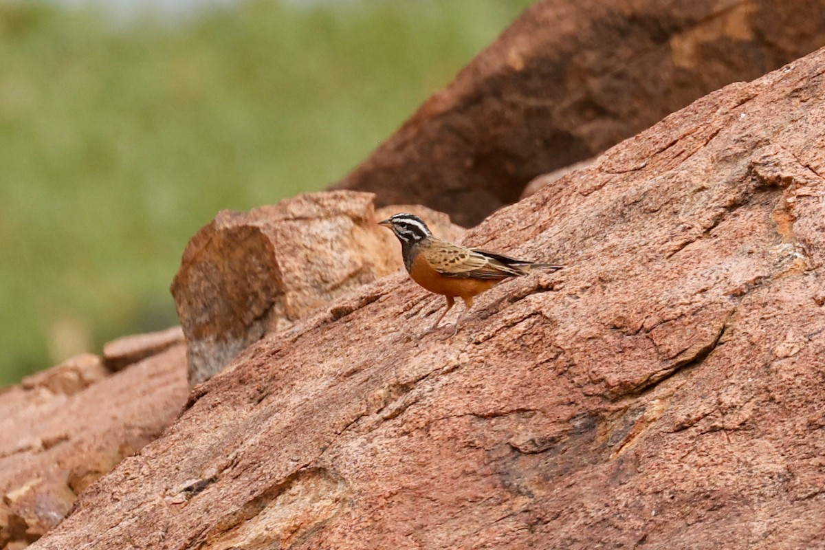 Cinnamon-breasted Bunting - ML638258610