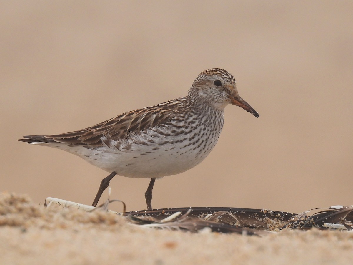 White-rumped Sandpiper - ML638258611