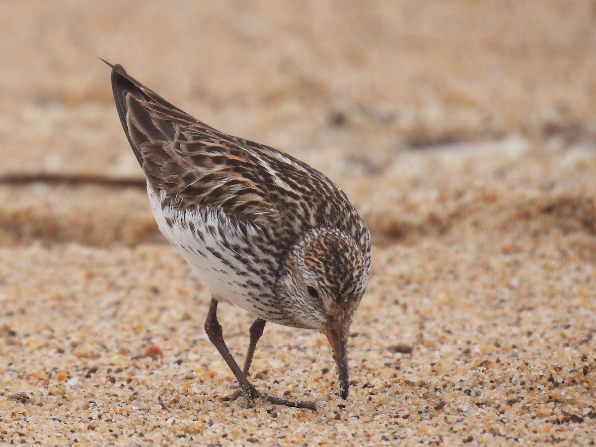 White-rumped Sandpiper - ML638258612